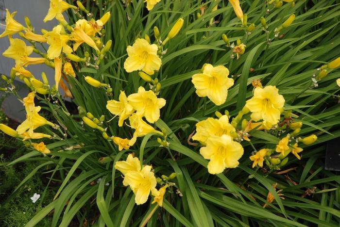 Hemerocallis Happy Returns