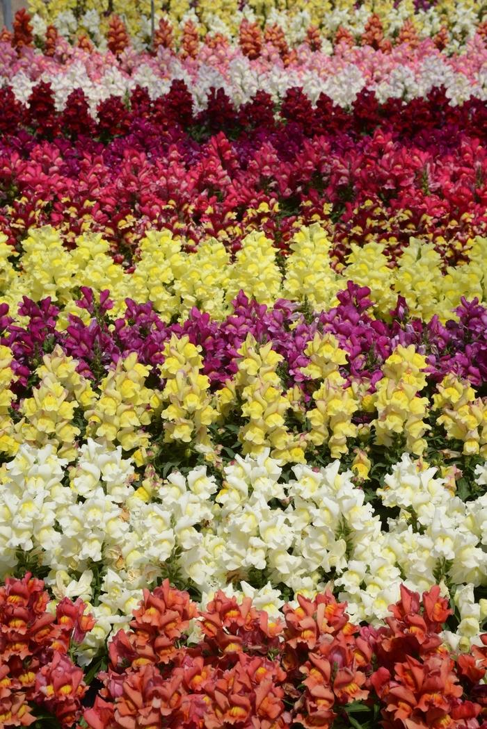 Antirrhinum majus Snapshot™ Mix