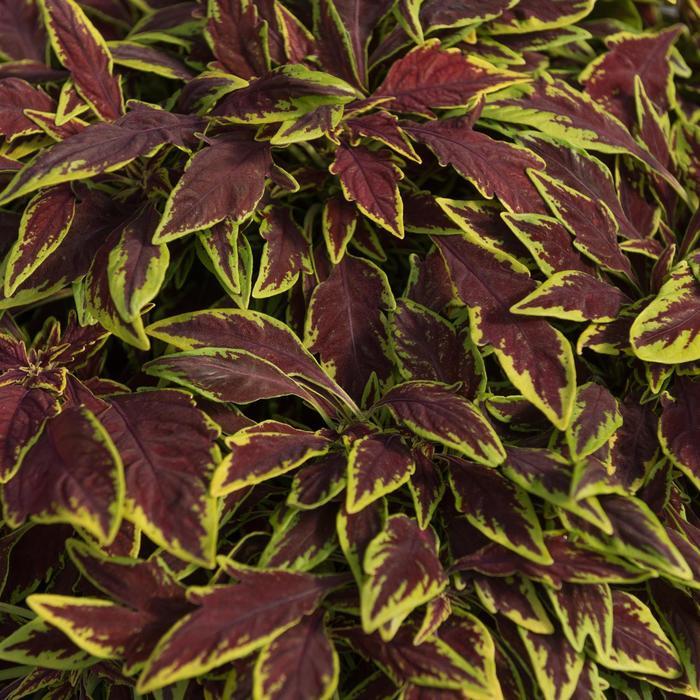 Coleus scutellarioides Stained Glassworks™ Le Freak