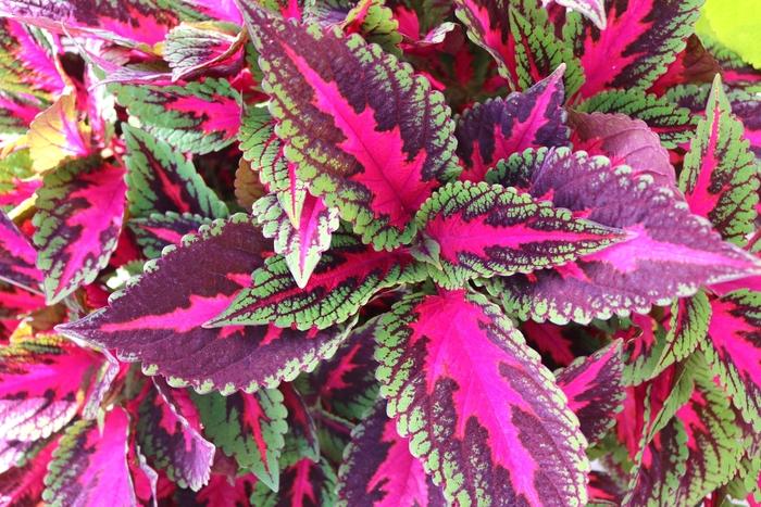 Coleus Main Street Ruby Road