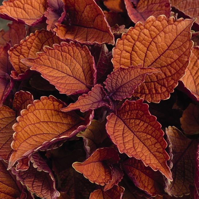 Coleus Main Street Wall Street™
