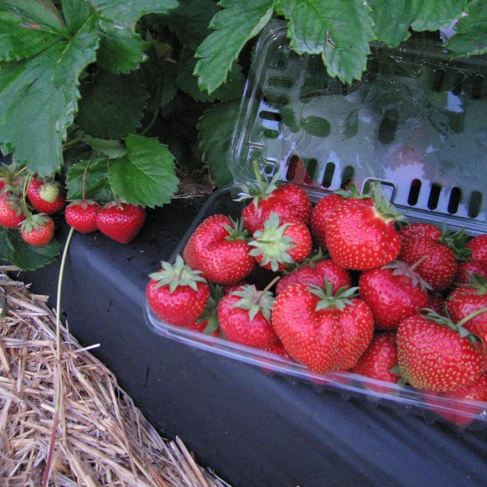 Fragaria x ananassa Jewel