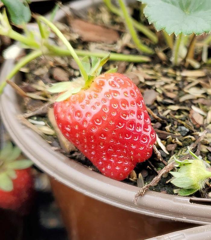 Fragaria x ananassa Seascape