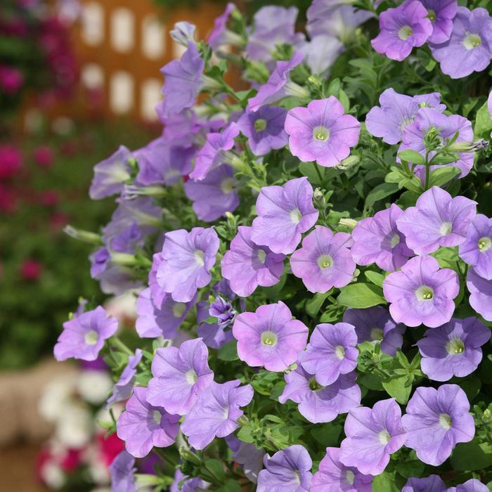 Petunia Surfinia&reg; Trailing Sky Blue