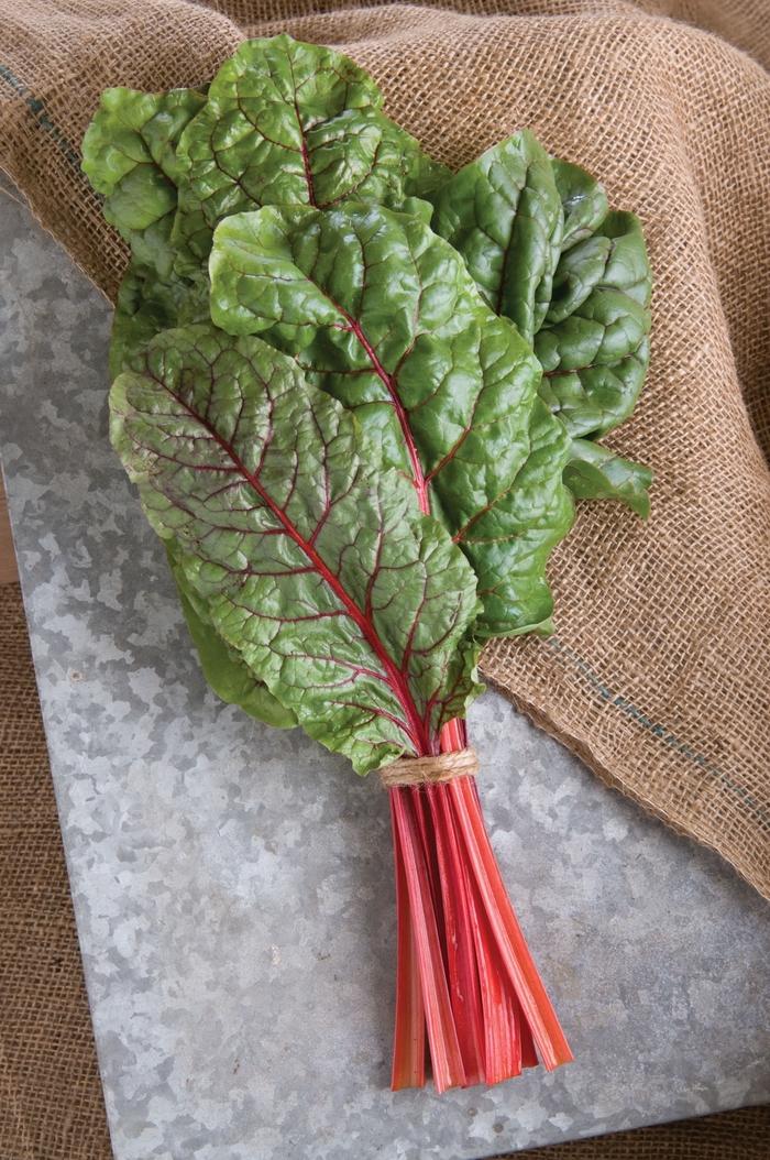 Beta vulgaris var. cicla Ruby Red