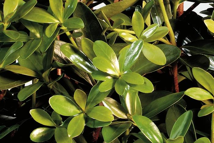 Ternstroemia gymnanthera Bigfoot™