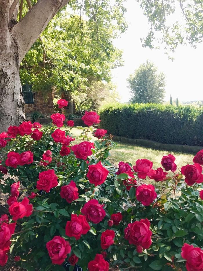 Rosa The Grand Champion