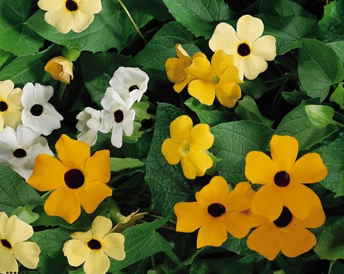 Thunbergia alata Susie™ Mix