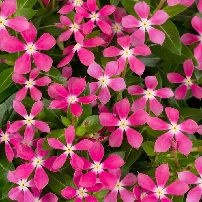 Catharanthus Soiree kawaii® Coral Reef