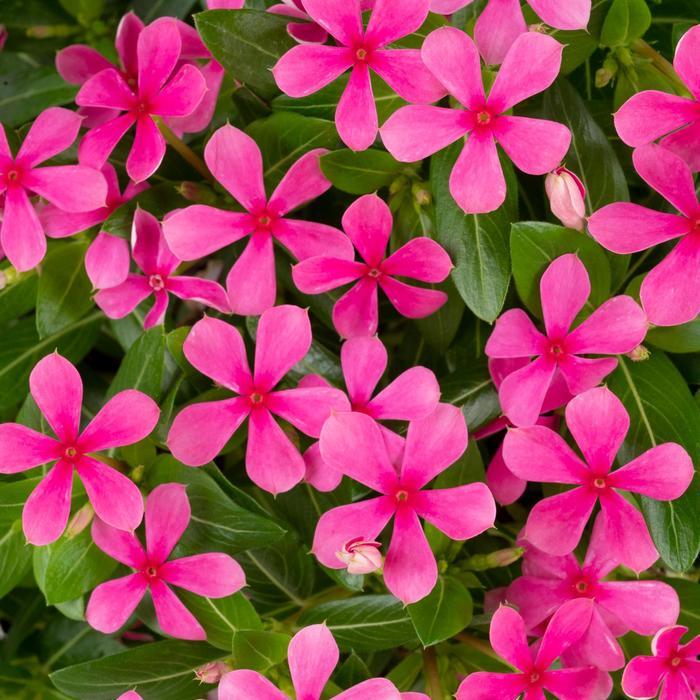 Catharanthus Soiree kawaii® Pink