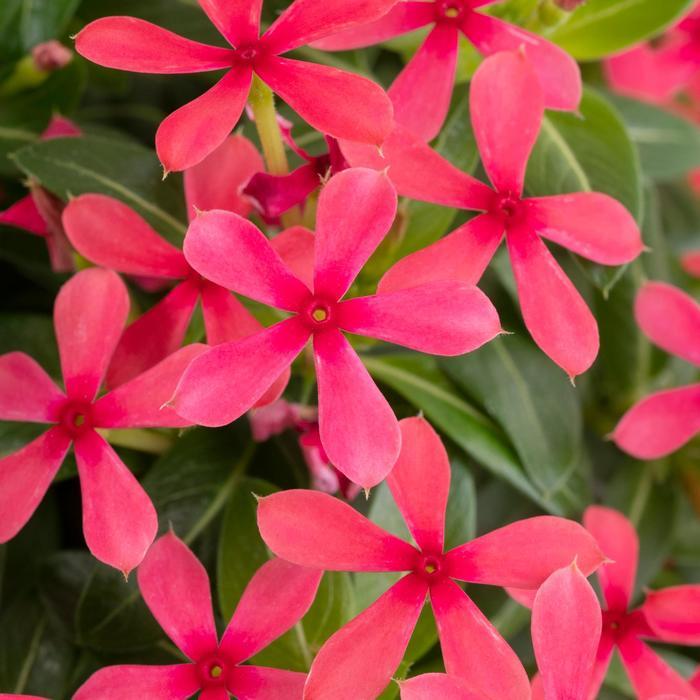 Catharanthus Soiree kawaii® Red Shades