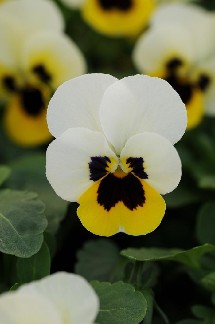 Viola cornuta Sorbet&reg; XP Lemon Ice Blotch
