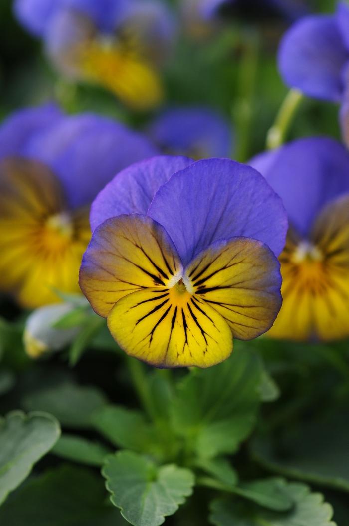 Viola cornuta Sorbet&reg; XP Morpho