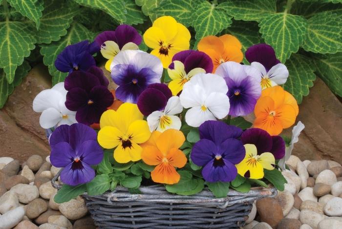 Viola cornuta Sorbet&reg; XP Mix