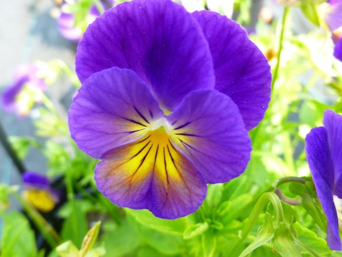 Viola cornuta Celestial&trade; Northern Lights