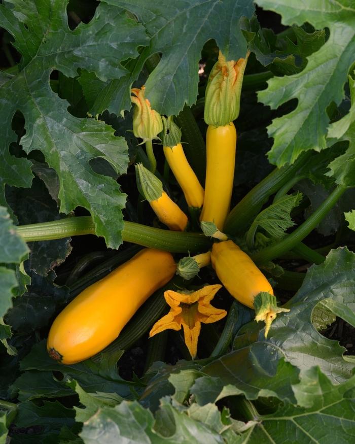 Cucurbita pepo Easy Pick Gold