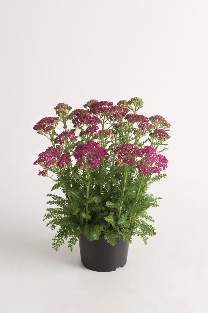 Achillea millefolium Milly Rock™ Rose