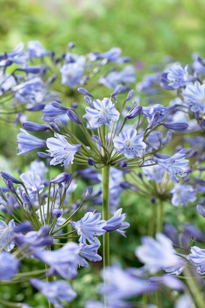 Agapanthus africanus 