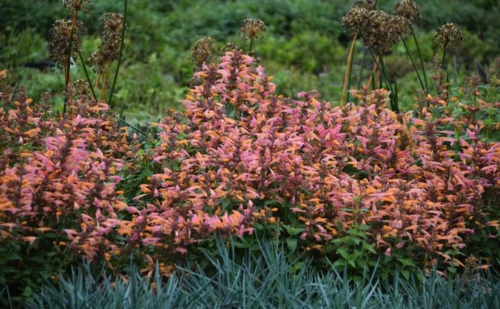 Agastache Mango Tango