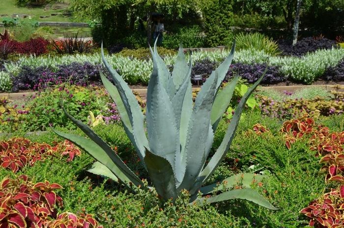 Agave americana 