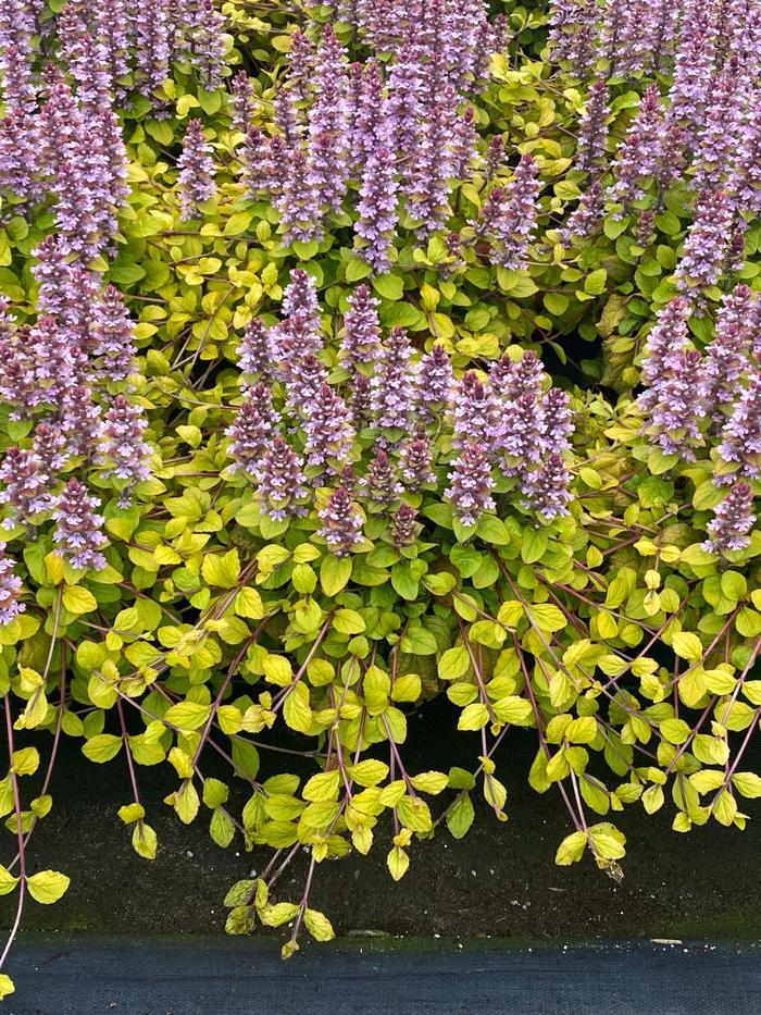 Ajuga Feathered Friends&trade; Flashy Flamingo