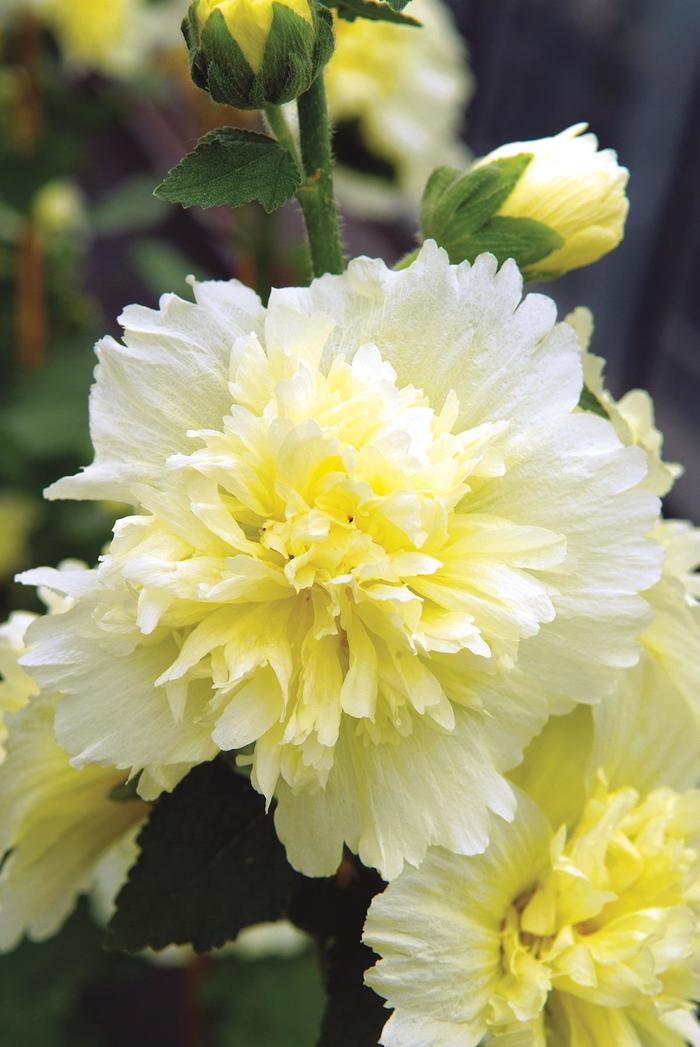 Alcea rosea Spring Celebrities Lemon