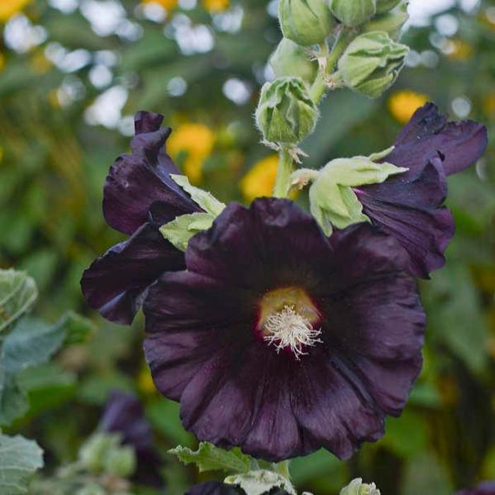 Alcea rosea Spotlight™ Blacknight