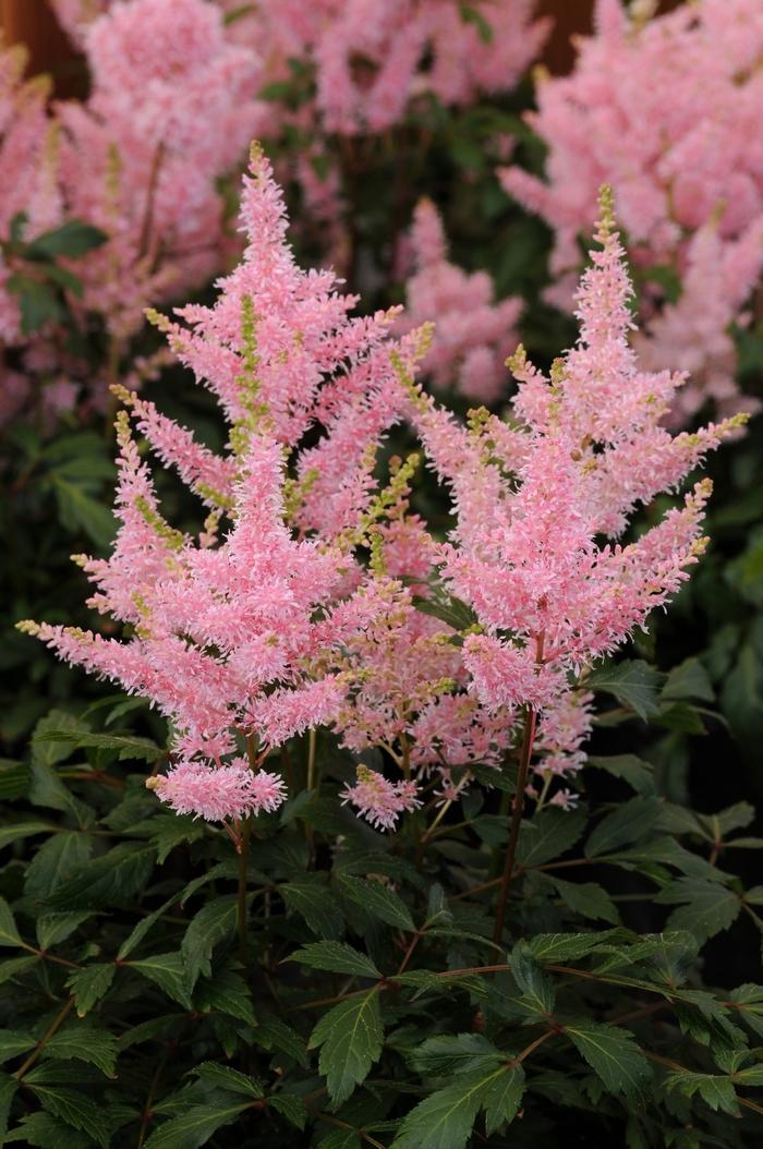 Astilbe japonica Younique™ Salmon
