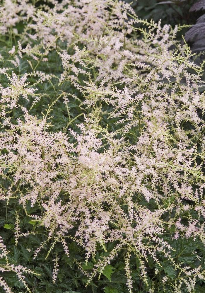 Astilbe simplicifolia Sprite