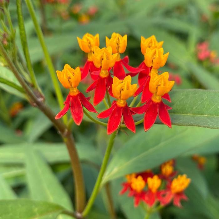 Asclepias curassavica Silky Deep Red