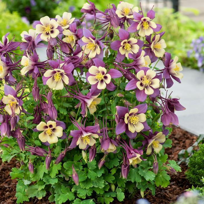 Aquilegia caerulea Earlybird&trade; Purple Yellow