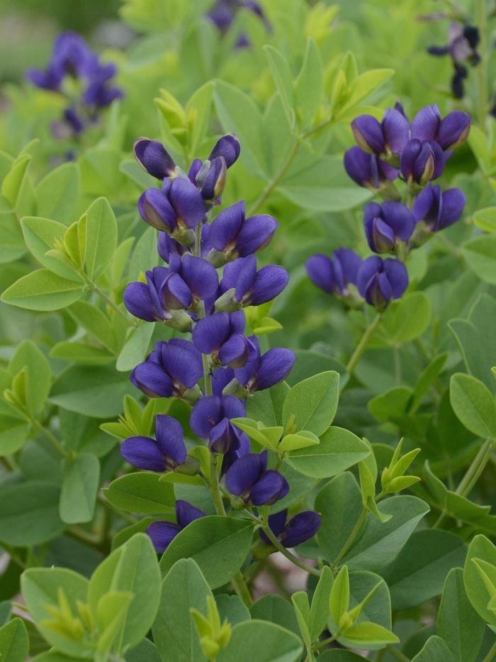 Baptisia Decadence® Sparkling Sapphires