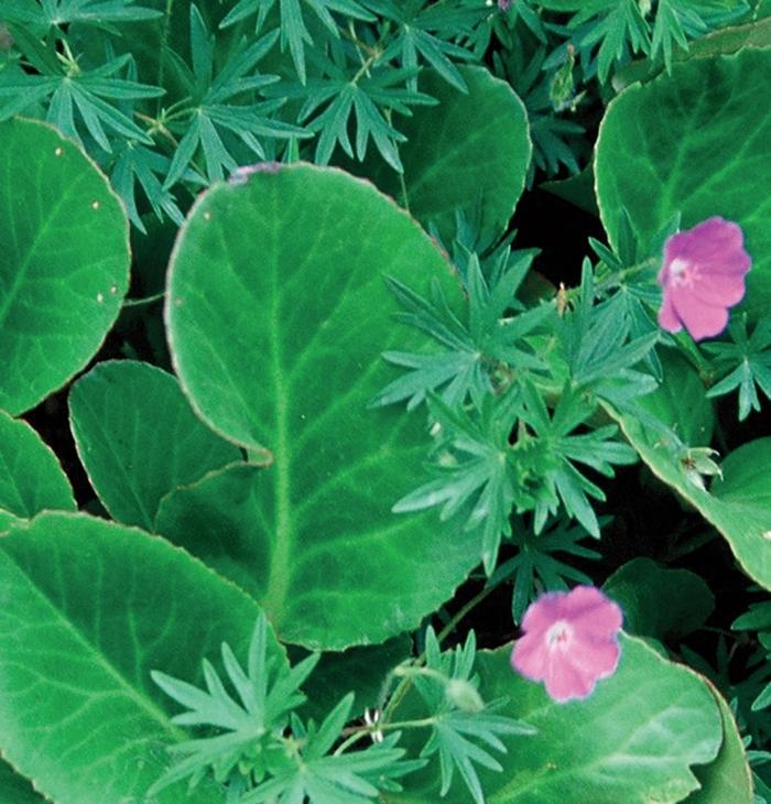 Bergenia cordifolia Winterglut (Winter Glow)