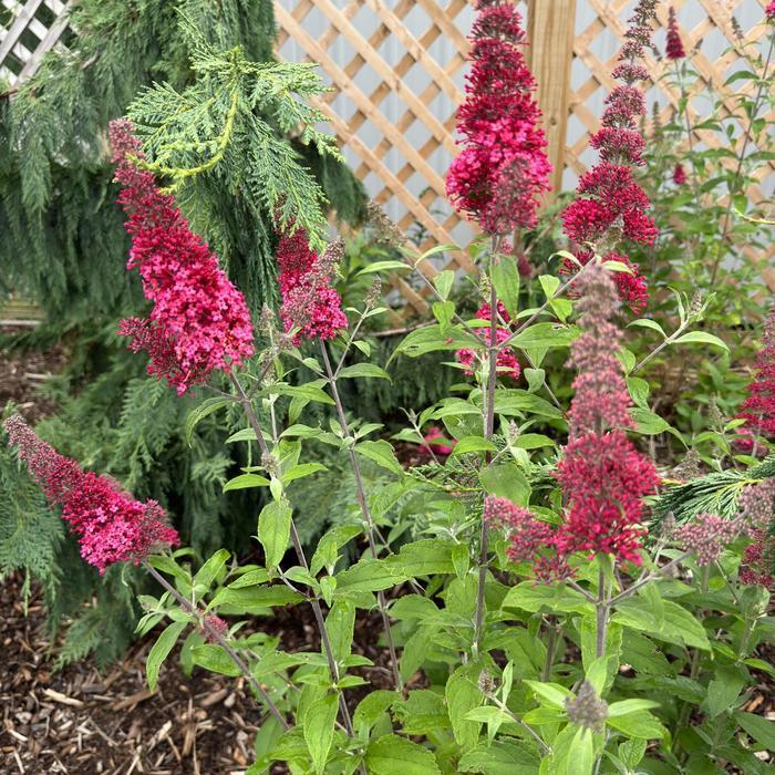 Buddleia davidii Monarch® Prince Charming