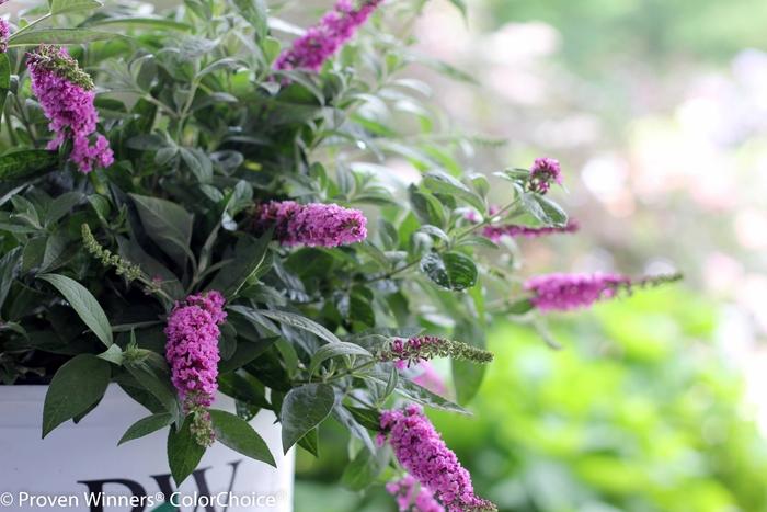 Buddleia Lo & Behold® Pink Micro Chip