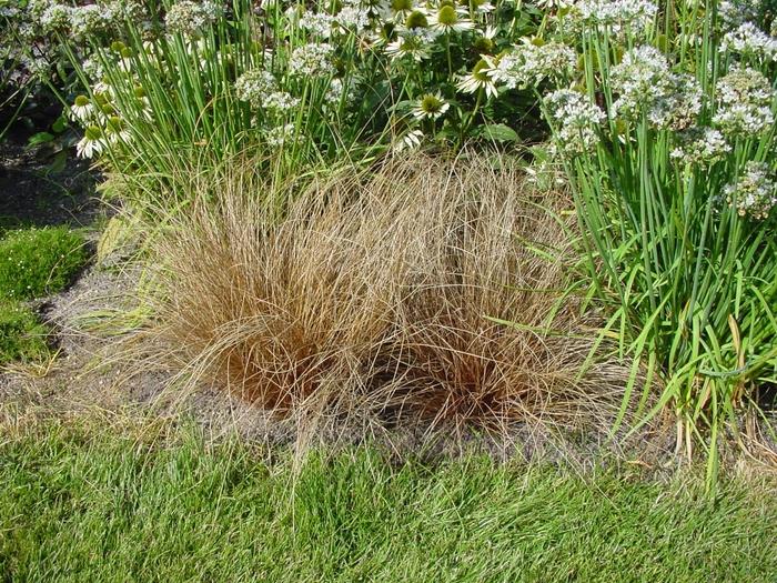 Carex comans ColorGrass® Bronco