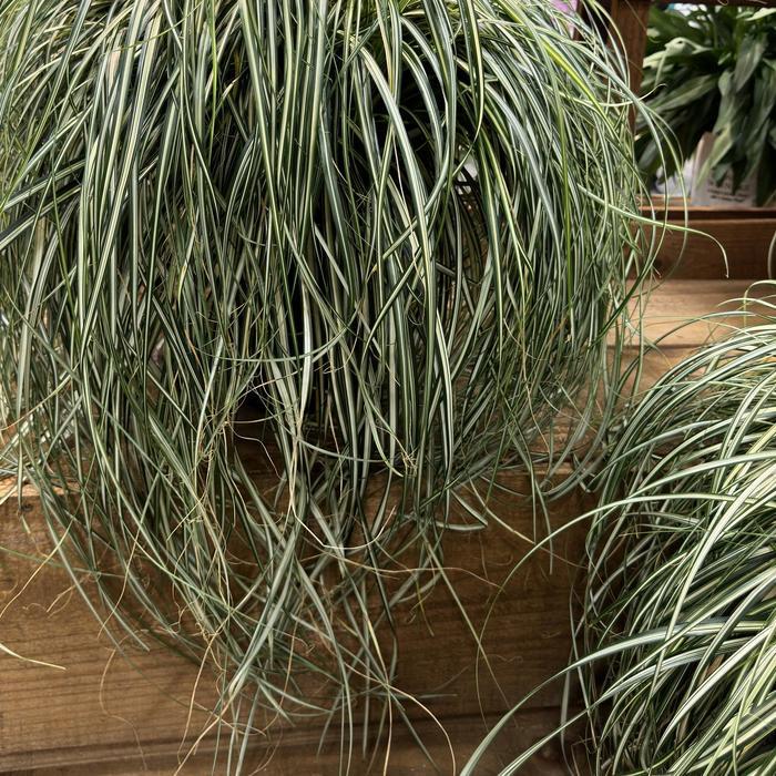 Carex Moon Falls