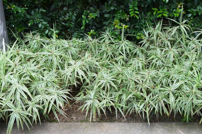 Carex phyllocephela Sparkler