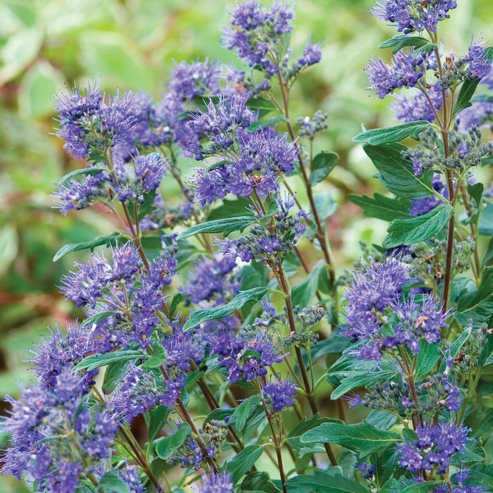 Caryopteris x clandonensis Grand Bleu™