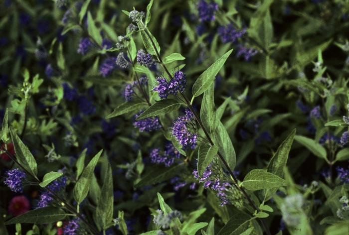 Caryopteris x clandonensis First Choice