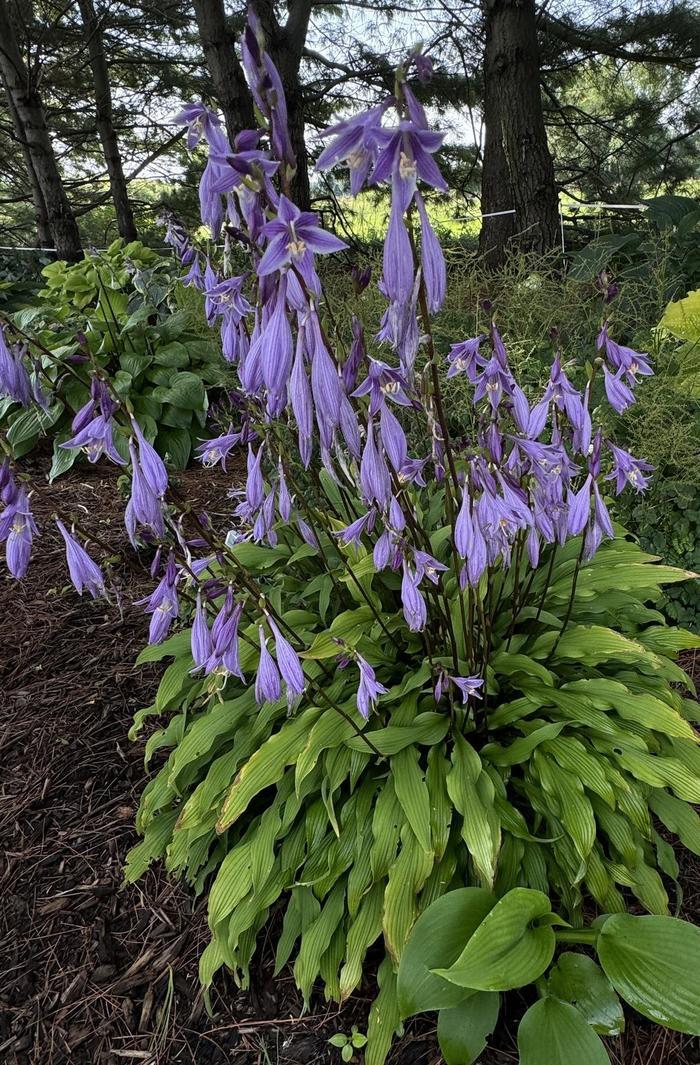 Hosta Party Streamers