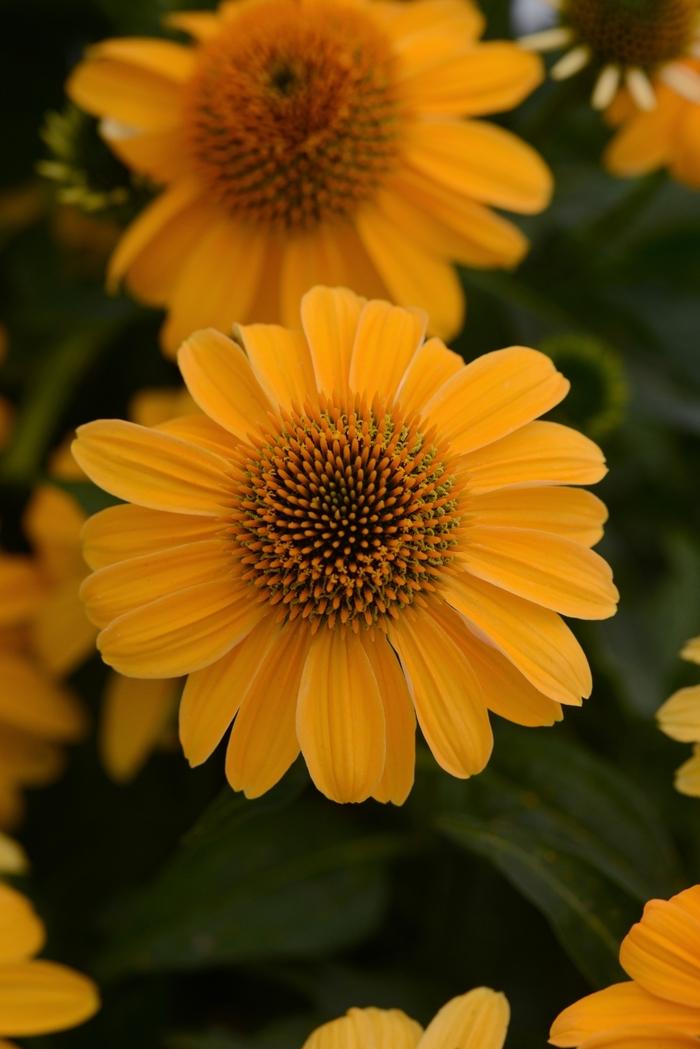 Echinacea Sombrero® Granada Gold