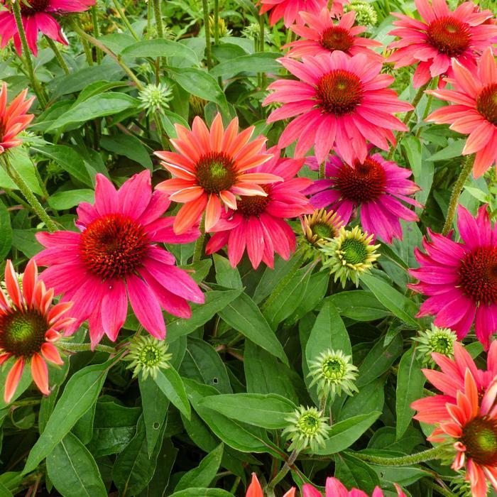 Echinacea Sombrero® Tres Amigos