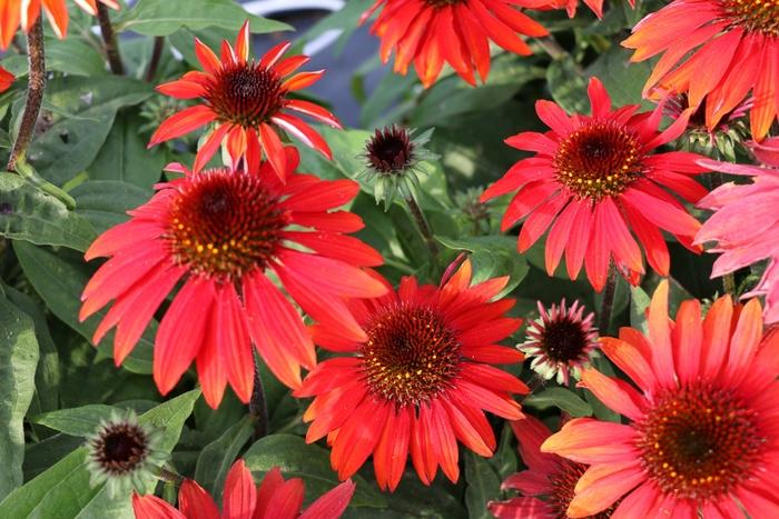 Echinacea Sombrero® Sangrita