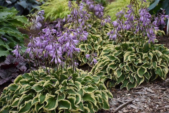 Hosta Wrinkle in Time