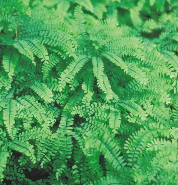 Adiantum x mairisii 