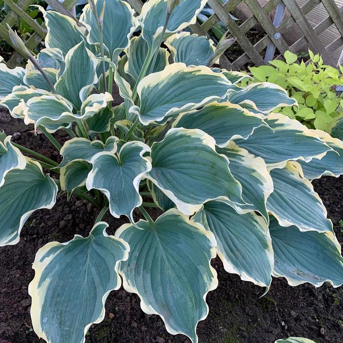 Hosta Shadowland&reg; Hope Springs Eternal