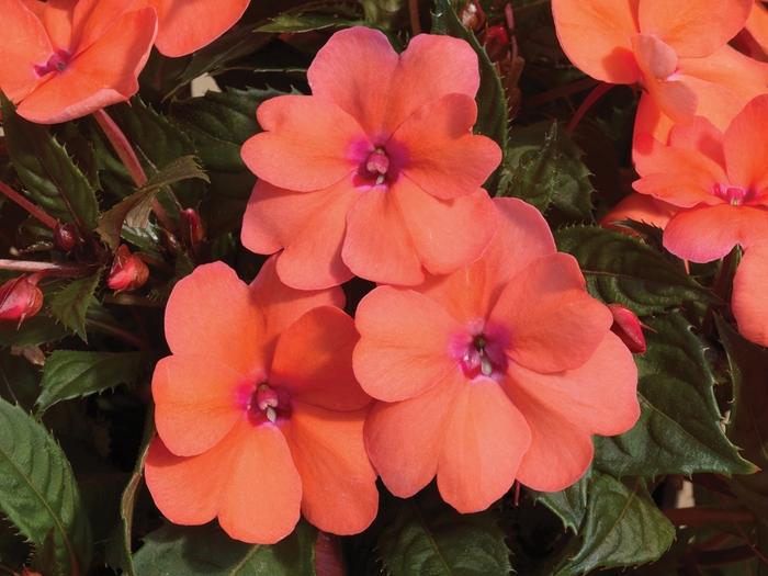 Impatiens SunPatiens® Coral Pink