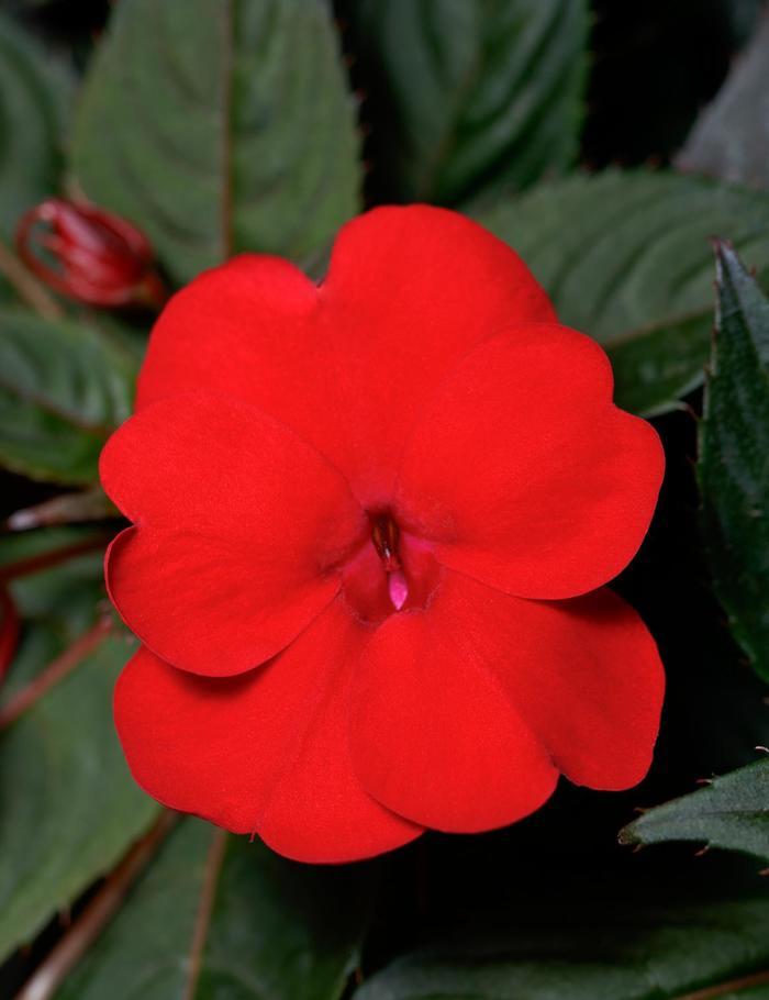 Impatiens SunPatiens® Deep Red