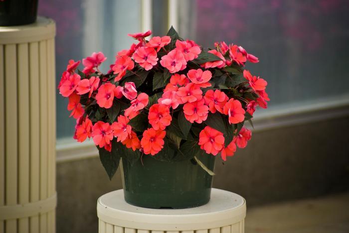 Impatiens SunPatiens® Deep Rose